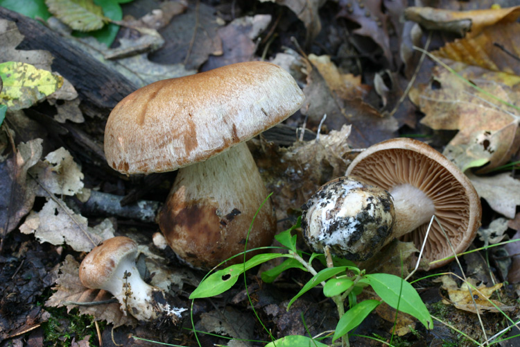 Cortinarius aprinus  Melot